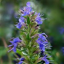 Image result for Ysop