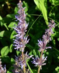 Image result for Salvia verticillata
