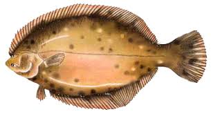 Image result for Pseudopleuronectes americanus