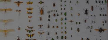 Attēlu rezultāti vaicājumam “Pieridae”