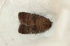 Attēlu rezultāti vaicājumam “Rusina ferruginea female”