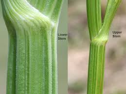 Attēlu rezultāti vaicājumam “Pastinaca sativa subsp. sylvestris leaf”