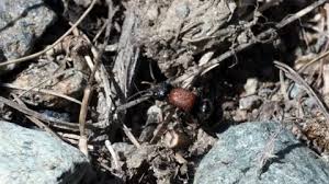 Attēlu rezultāti vaicājumam “Mutilla europaea”