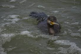 Attēlu rezultāti vaicājumam “Phalacrocorax carbo adult”