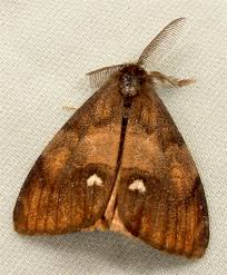 Attēlu rezultāti vaicājumam “Orgyia antiqua”