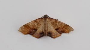 Attēlu rezultāti vaicājumam “Plagodis dolabraria”