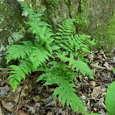 Attēlu rezultāti vaicājumam “Hedwigia ciliata sporophyte”