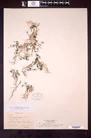 Attēlu rezultāti vaicājumam “Batrachium circinatum leaf”