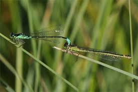 Attēlu rezultāti vaicājumam “Coenagrion armatum”