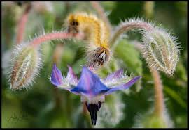 Attēlu rezultāti vaicājumam “Lasiocampa trifolii male”