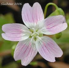 Attēlu rezultāti vaicājumam “Claytonia sibirica flower”