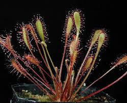 Attēlu rezultāti vaicājumam “Drosera anglica leaf”