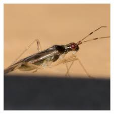 Attēlu rezultāti vaicājumam “Dicyphus nymph”