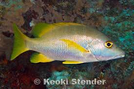 Image result for Lutjanus apodus