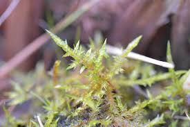 Attēlu rezultāti vaicājumam “Calliergonella cuspidata”