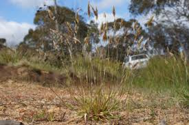 Attēlu rezultāti vaicājumam “Anthoxanthum odoratum fruit”