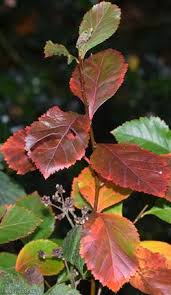 Attēlu rezultāti vaicājumam “Crataegus persimilis leaf”