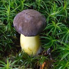 Attēlu rezultāti vaicājumam “Xerocomus pruinatus”