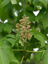 Attēlu rezultāti vaicājumam “Aesculus x hybrida bud”