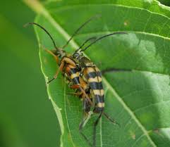Attēlu rezultāti vaicājumam “Leptura annularis”
