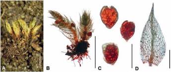 Attēlu rezultāti vaicājumam “Bryum funkii”