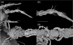 Attēlu rezultāti vaicājumam “Belbodamaeus sp.”