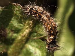 Attēlu rezultāti vaicājumam “Lymantria monacha pupa”