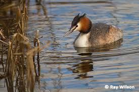 Attēlu rezultāti vaicājumam “Podiceps cristatus adult”