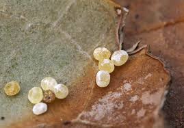 Attēlu rezultāti vaicājumam “Araneus diadematus eggs”