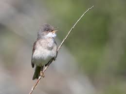 Attēlu rezultāti vaicājumam “Sylvia nisoria”