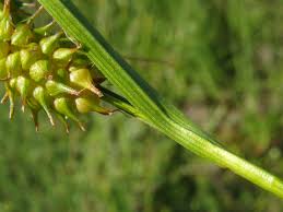 Attēlu rezultāti vaicājumam “Carex lepidocarpa”