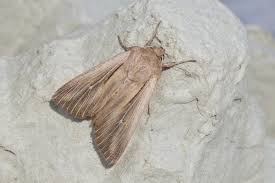 Attēlu rezultāti vaicājumam “Leucania comma”