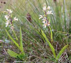 Attēlu rezultāti vaicājumam “Epipactis palustris bud”
