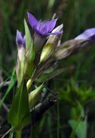 Attēlu rezultāti vaicājumam “Gentianella campestris”