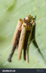 Attēlu rezultāti vaicājumam “Psyche casta larva”