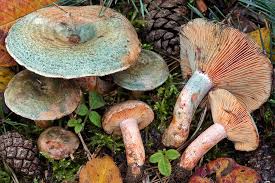 Attēlu rezultāti vaicājumam “Lactarius”