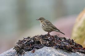 Attēlu rezultāti vaicājumam “Anthus petrosus”