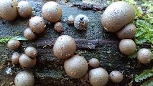 Attēlu rezultāti vaicājumam “Lycogala roseosporum spores”
