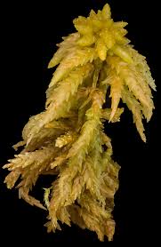 Attēlu rezultāti vaicājumam “Sphagnum papillosum”