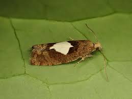 Attēlu rezultāti vaicājumam “Epinotia brunnichana”