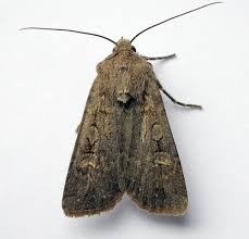 Attēlu rezultāti vaicājumam “Euxoa nigricans”