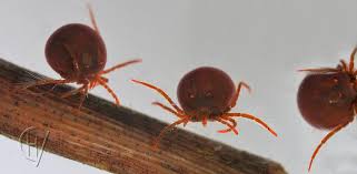 Attēlu rezultāti vaicājumam “Hydrachna”