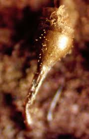 Attēlu rezultāti vaicājumam “Trichiaceae, Hemitrichiaceae, Arcyriaceae”