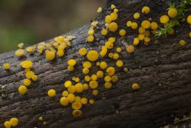 Attēlu rezultāti vaicājumam “Bisporella citrina”