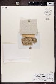 Attēlu rezultāti vaicājumam “Chaenotheca brachypoda”