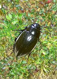 Attēlu rezultāti vaicājumam “Hydrochara caraboides”