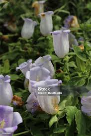 Image result for Campanula formanekiana