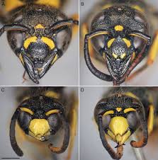 Attēlu rezultāti vaicājumam “Ancistrocerus sp. male”