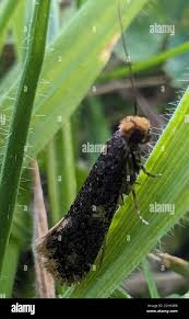 Attēlu rezultāti vaicājumam “Monopis weaverella”