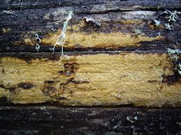 Attēlu rezultāti vaicājumam “Crustoderma dryinum”